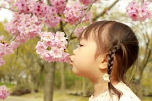 女の子と桜の画像